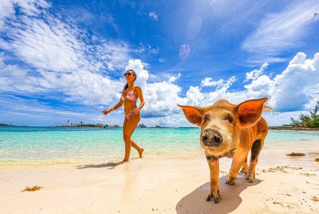 Swimming Pigs, Boat Tour, Snorkeling, Beach Break Package